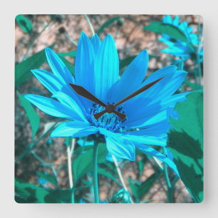 Wilde blaue Sonnenblume-Wanduhr Quadratische Wanduhr
