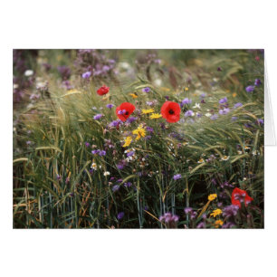 Wilde Blume