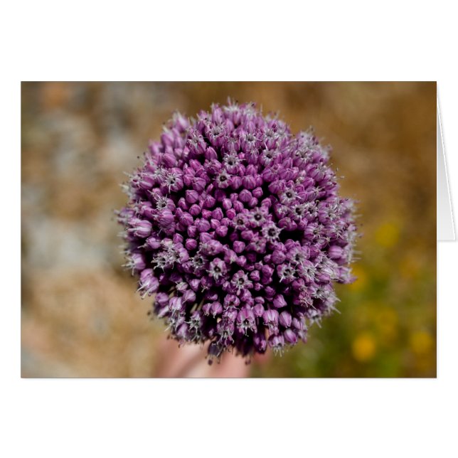 Wilde Blume (Vorderseite (Horizontal))