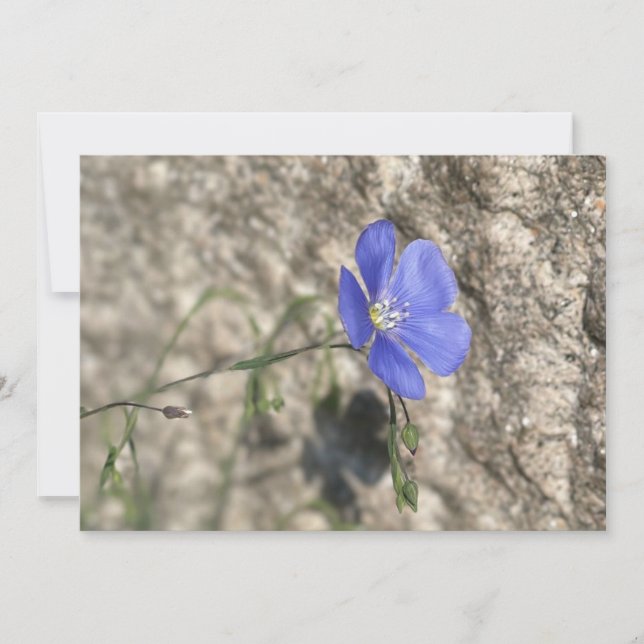 Wilde Blume (Vorderseite)