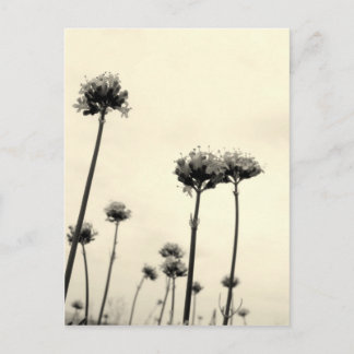 Wilde Blume (B&W) Postkarte