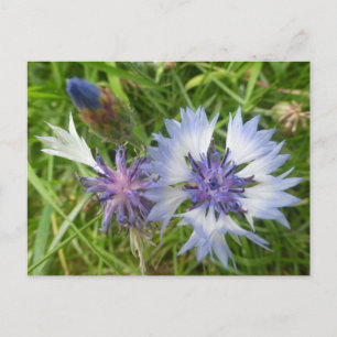 Wilde Blume: Blue Cornflowers DIY Postcard Postkarte