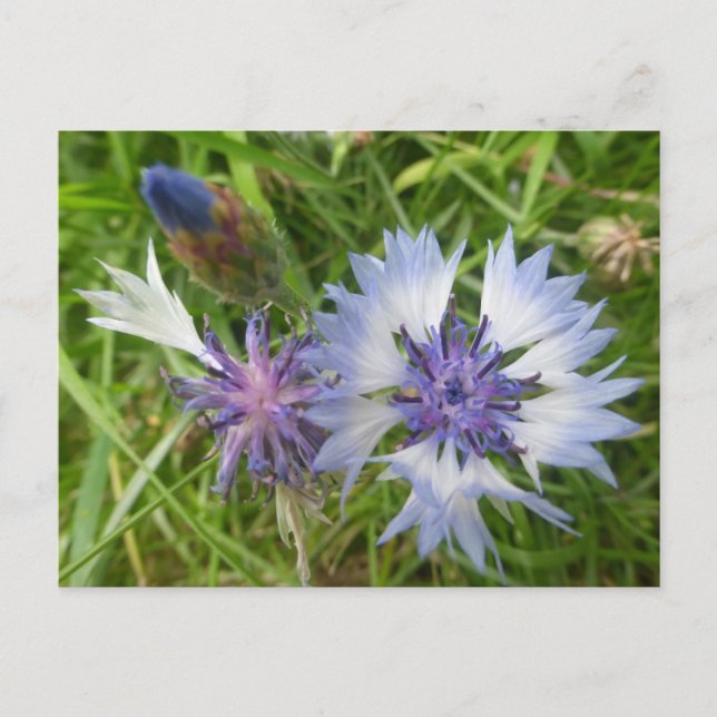 Wilde Blume: Blue Cornflowers DIY Postcard Postkarte (Vorderseite)