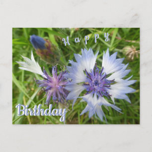 Wilde Blume: Blue Cornflowers Geburtstagskarte Postkarte