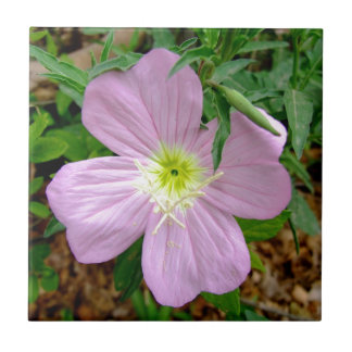 Wilde Blume der rosa Abendsprimel Fliese