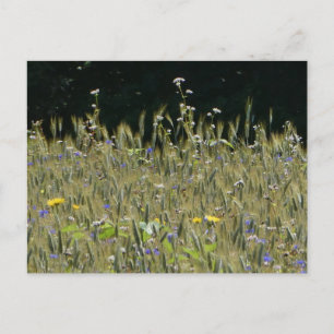 Wilde Blume Field & Blue Cornflowers DIY Postkarte