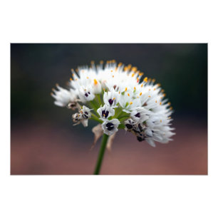Wilde Blume Fotodruck