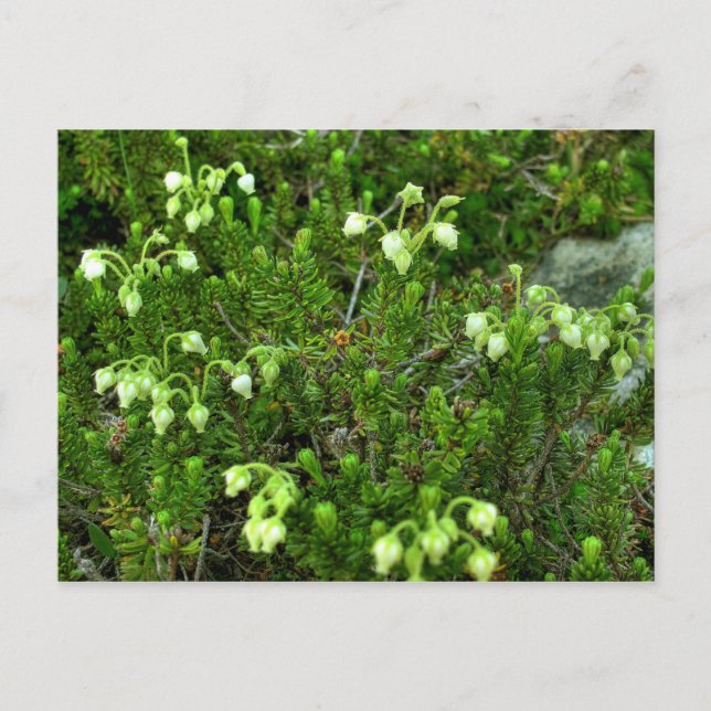 Wilde Blume II Postkarte (Vorderseite)