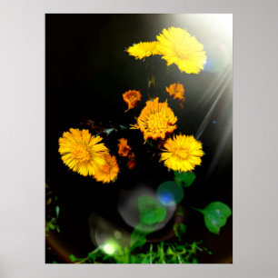 Wilde Blume im Sonnenschein Poster