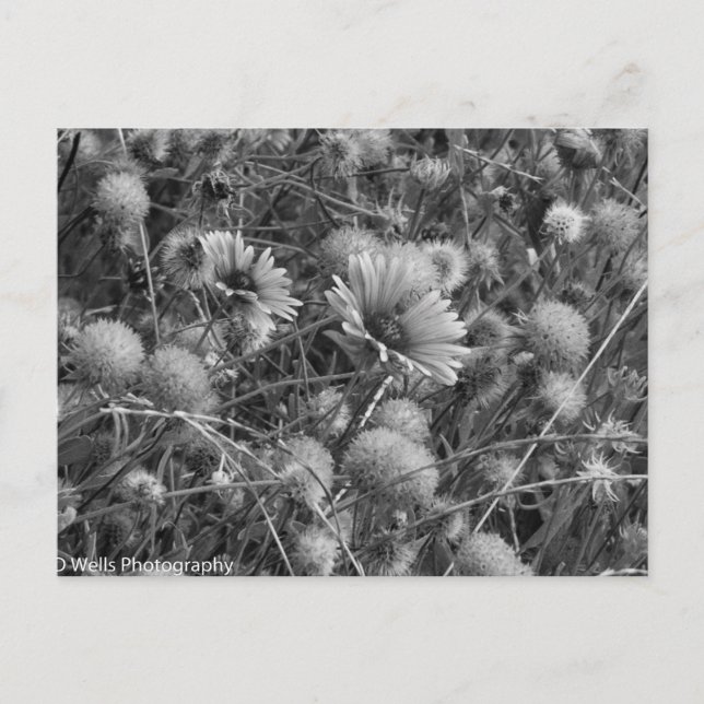 Wilde Blume in Schwarz/Weiß Postkarte (Vorderseite)