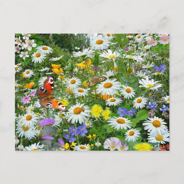 Wilde Blume Meadow Postkarte (Vorderseite)