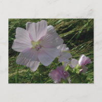 Wilde Blume Nr. 3 | Postkarten