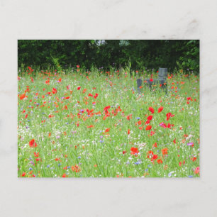 Wilde Blume Poppies Bench DIY Postkarte