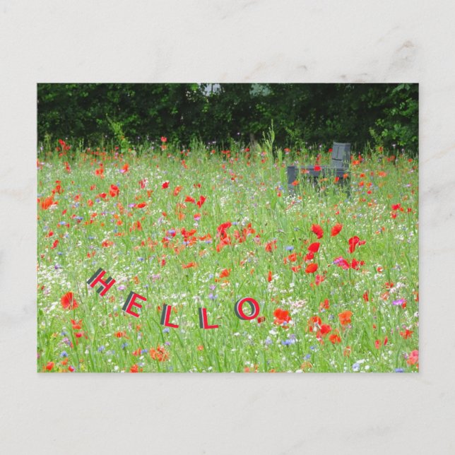Wilde Blume Poppies Bench HELLO Postkarte (Vorderseite)