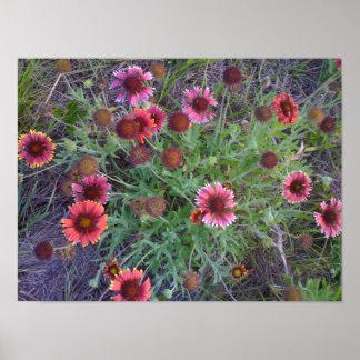 Wilde Blume Poster