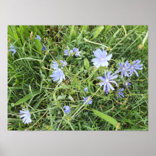 Wilde Blume Poster