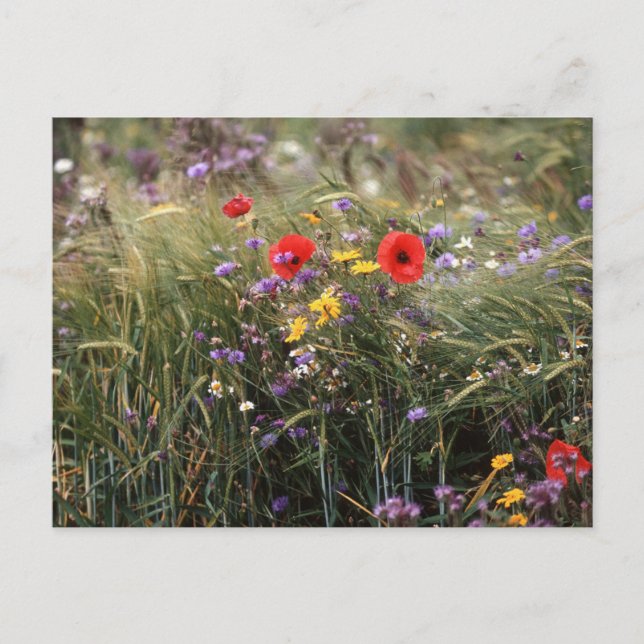 Wilde Blume Postkarte (Vorderseite)