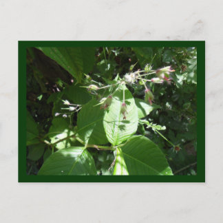 Wilde Blume Postkarte