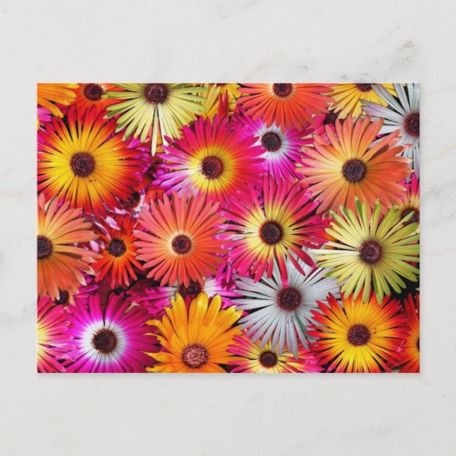wilde Blume Postkarte (Vorderseite)