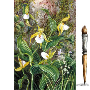 Wilde Blume von Simla, Indien, von Marianne North Seidenpapier