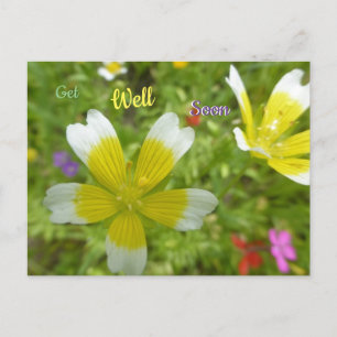 Wilde Blume: Weißes Gelb wird bald gut, Postkarte