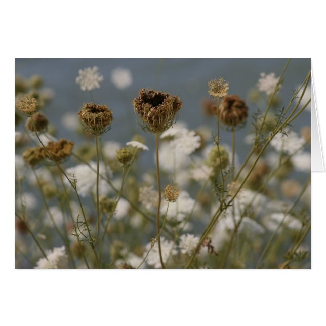Wilde Blumen (Vorderseite (Horizontal))