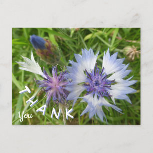 Wilde Blumen: Blaue Kornblumen Dankeschön-Postkart Postkarte