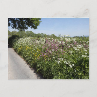 Wilde Blumen Herefordshire Postkarte