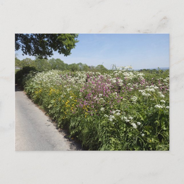 Wilde Blumen Herefordshire Postkarte (Vorderseite)