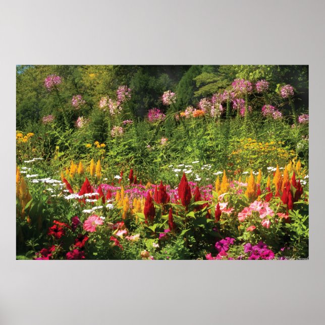Wilde Blumen Poster (Vorne)