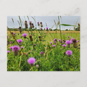 Wilde Blumen  Postkarte