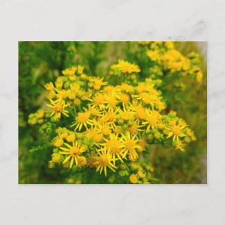 Wilde Blumen Postkarte