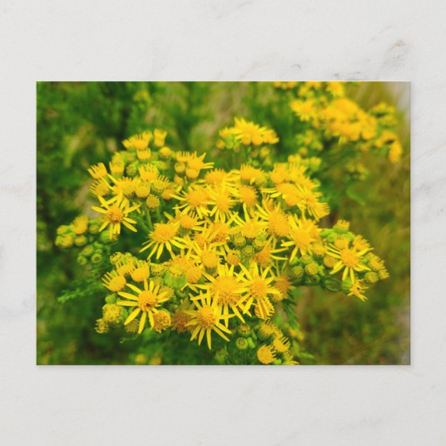 Wilde Blumen  Postkarte (Vorderseite)