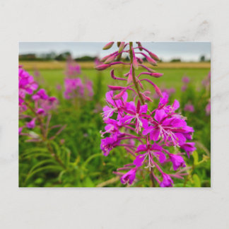 Wilde Blumen Postkarte
