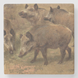 Wilde Boars in einer grasbewachsenen Landschaft (v Steinuntersetzer