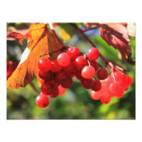 Wilde Cranberries