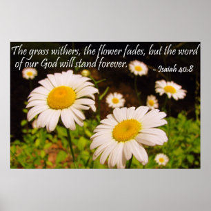 Wilde Daisies mit Isaiah 40:8 Poster