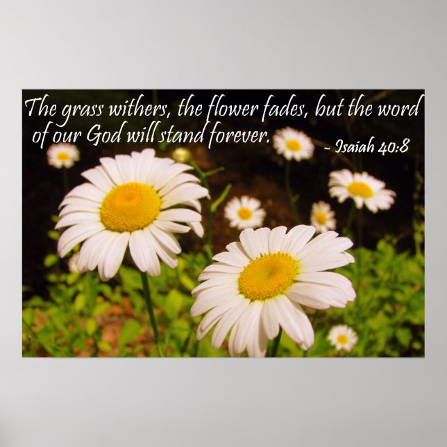 Wilde Daisies mit Isaiah 40:8 Poster (Vorne)