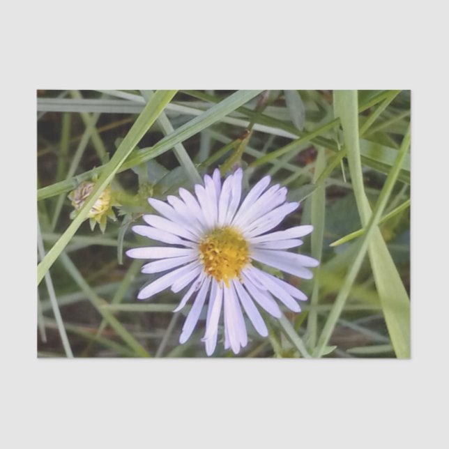 wilde Dissy-Blume Seidenpapier (Vorderseite)