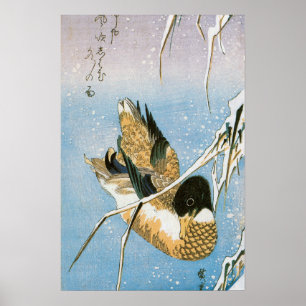 Wilde Ente schwimmt unter schneebedeckten Schilfro Poster