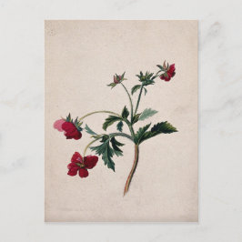 Wilde Erdbeeren Lithographie Postkarte