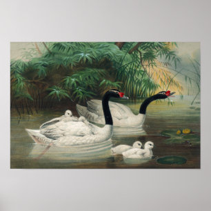 Wilde Familie des Schwarzhalsschwans Vintage-Kunst Poster