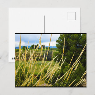 Wilde Feldgräser Postkarte