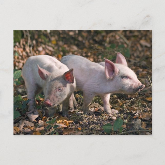 Wilde Ferkel Postkarte (Vorderseite)