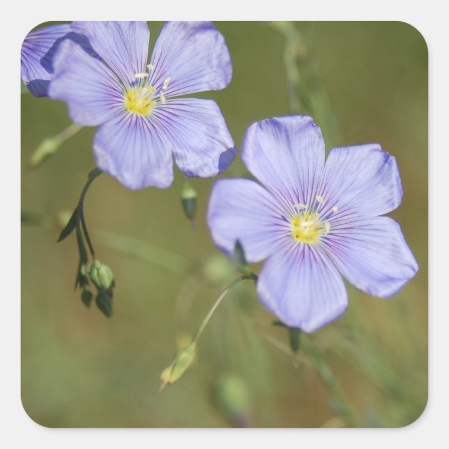 Wilde Flachs-Blume 2 Quadratischer Aufkleber (Vorderseite)