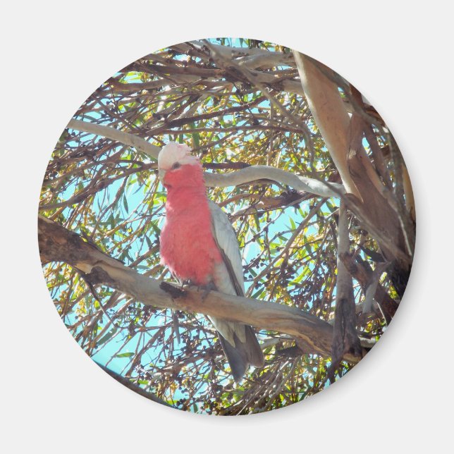 wilde Galla Magnet (Vorne)