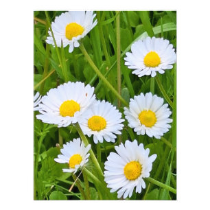 Wilde Gartenblumen Rumänien – Naturfotografie Fotodruck