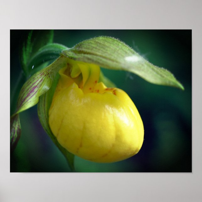 Wilde Gelbe Dame Slipper Orchid-Blume Nah Poster (Vorne)