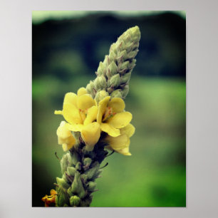 Wilde Gelbe Mullein-Blume Poster