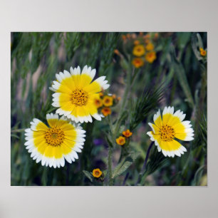Wilde gelbe und weiße Sonnenblumen Poster
